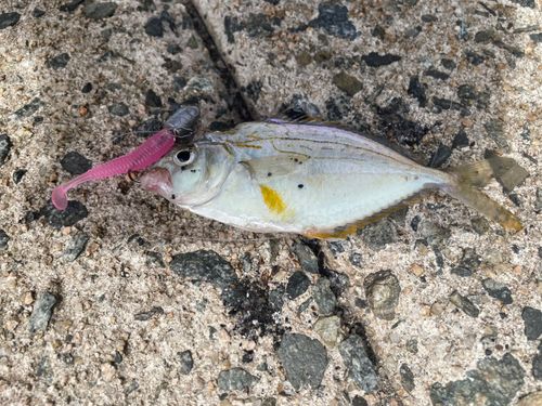 ヒイラギの釣果