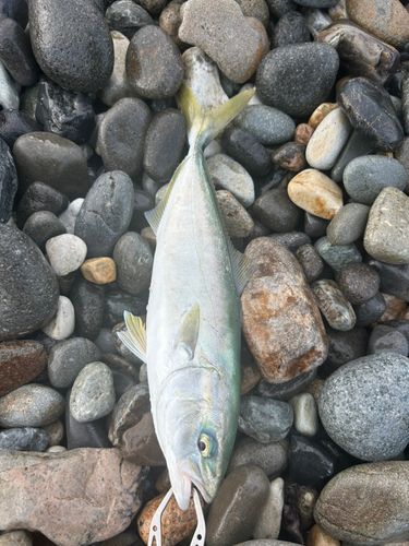 ワカシの釣果