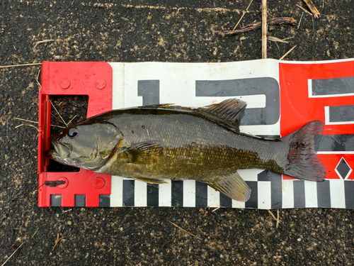 スモールマウスバスの釣果
