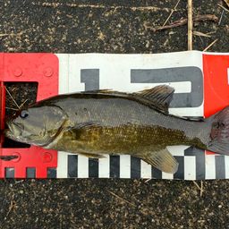 スモールマウスバス