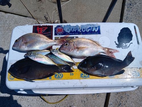 メジナの釣果