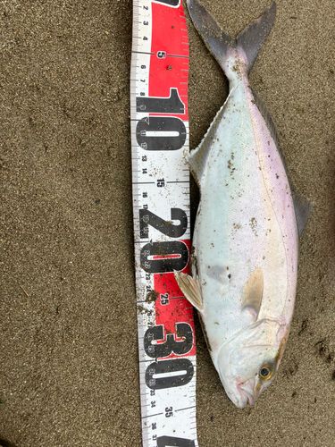 ショゴの釣果