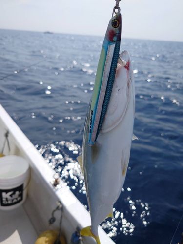 シオの釣果
