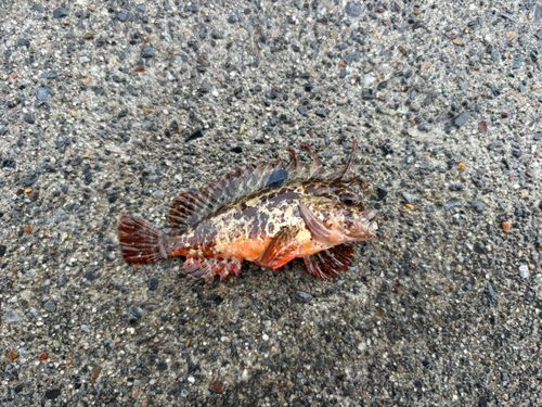 ハオコゼの釣果