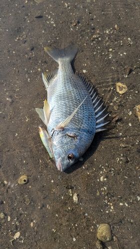 キビレの釣果