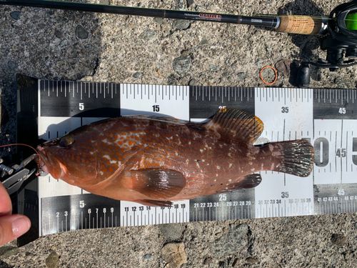 キジハタの釣果