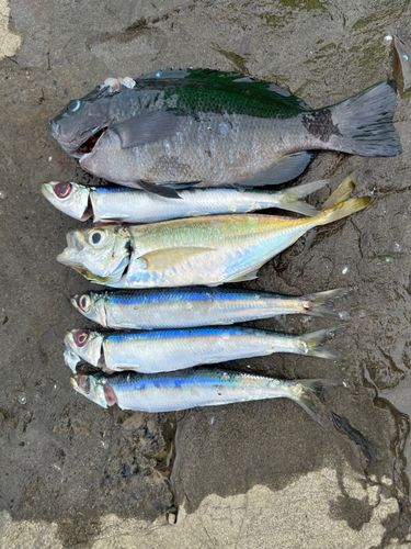 メジナの釣果