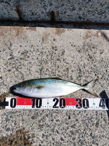 イナダの釣果