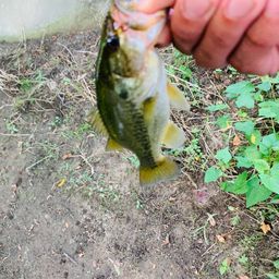 ラージマウスバス