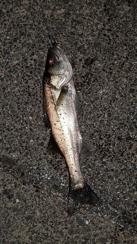 セイゴ（マルスズキ）の釣果