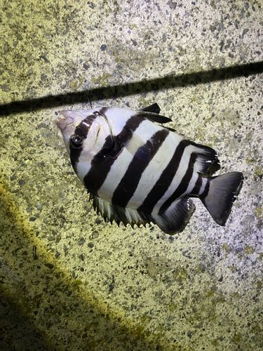 イシダイの釣果