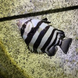 イシダイ