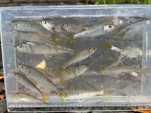 オイカワの釣果