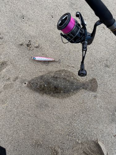 ソゲの釣果