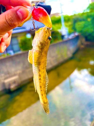 マハゼの釣果