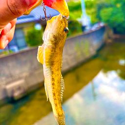 マハゼ