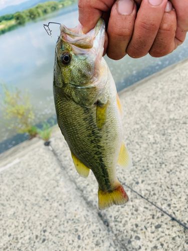 ラージマウスバスの釣果