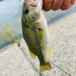 ラージマウスバス