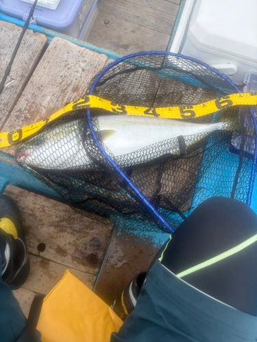 ワラサの釣果