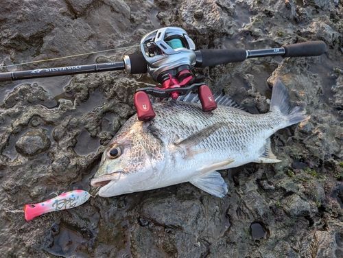 キビレの釣果