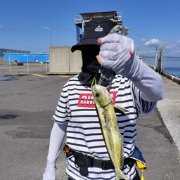 シイラ