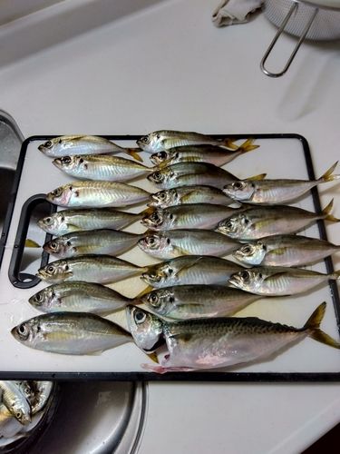 アジの釣果