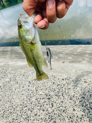 ラージマウスバスの釣果