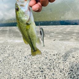 ラージマウスバス