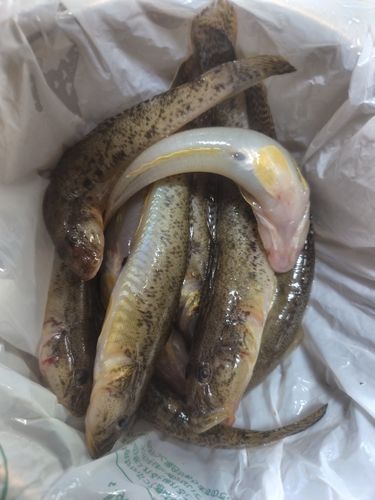 釣果