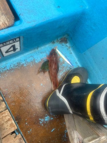 ホウボウの釣果