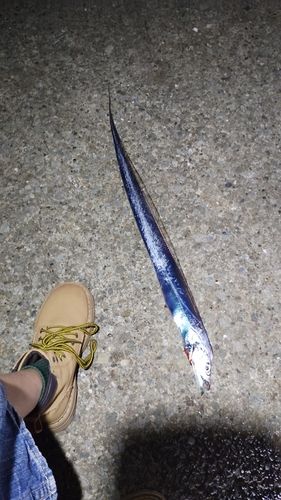 タチウオの釣果