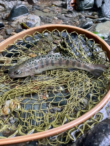 ヤマメの釣果