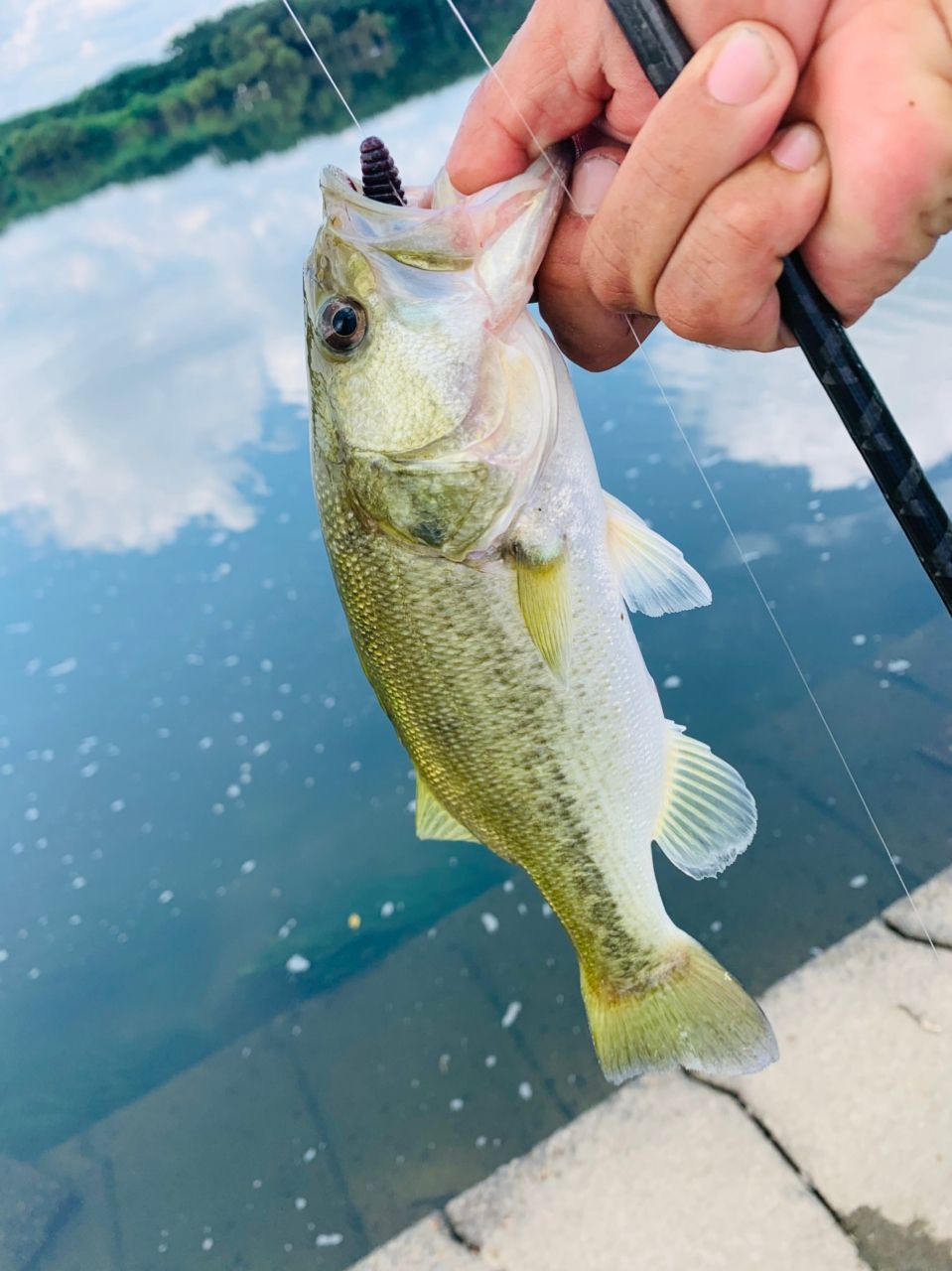 ラージマウスバス