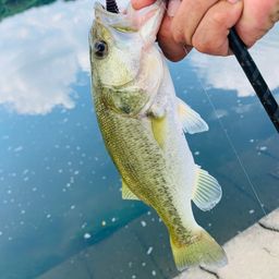 ラージマウスバス