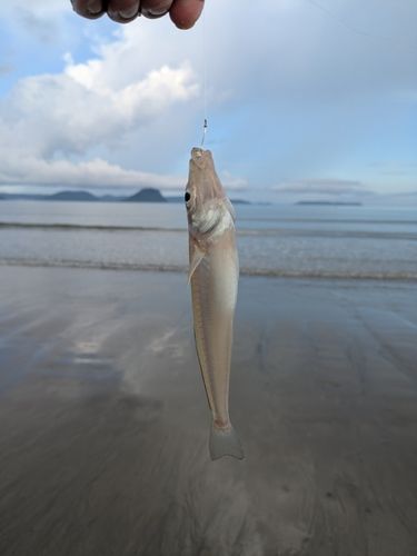 キスの釣果