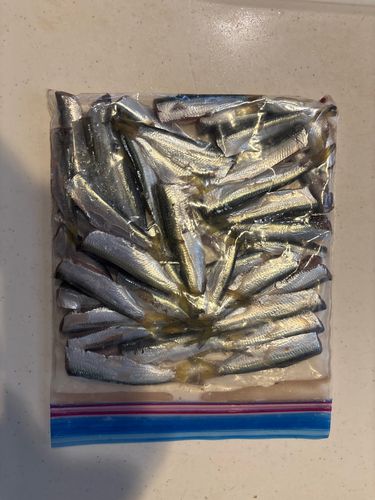サッパの釣果