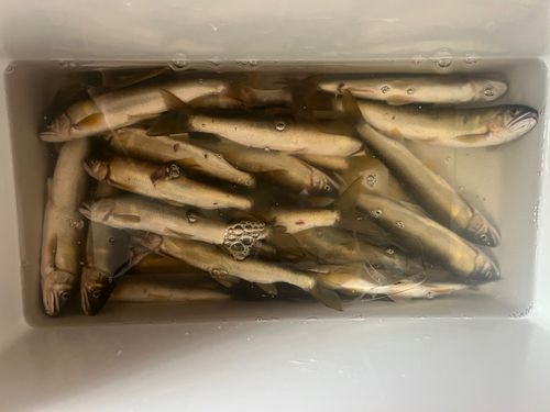 アユの釣果