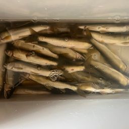 アユ