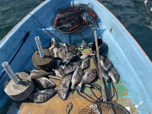 クロダイの釣果