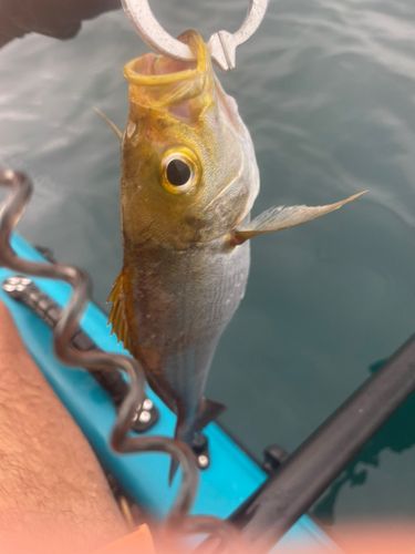イサキの釣果