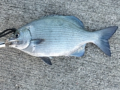 イスズミの釣果