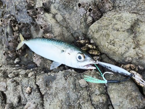 サバの釣果