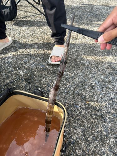 アオヤガラの釣果