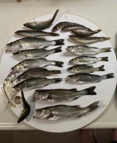 セイゴ（タイリクスズキ）の釣果
