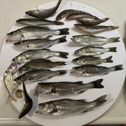 セイゴ（タイリクスズキ）