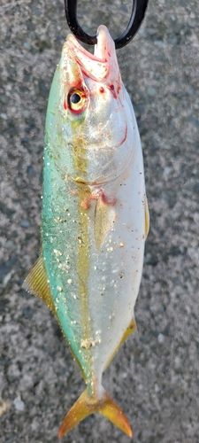ツバスの釣果