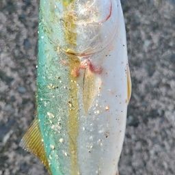 ツバス