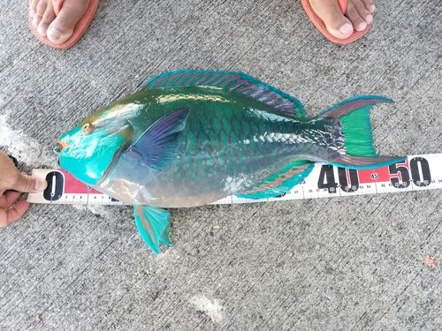 ブダイの釣果