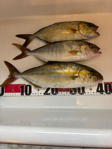 ショゴの釣果