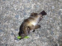 釣果